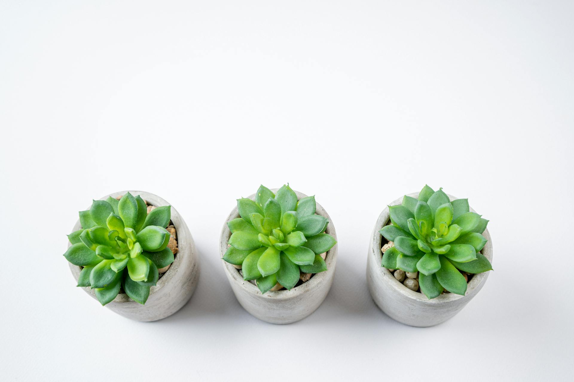 pexels nietjuhart 32092476